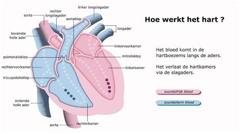 Haartransplant: Hoe Werkt Het?